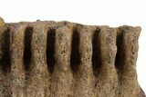 Fossil Dinosaur (Triceratops) Jaw Section - Wyoming #382560-3